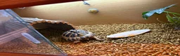 Hermann Tortoise reptiles for sale: Adult Female Hermann’s Tortoise. Full Setup in Saint Helens - Advert 6
