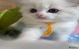 Ragdoll cats for sale: Beautiful pedigree kittens, show quality 💎❤️💎 - Image 26