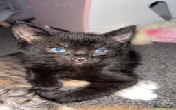 Mixed Breed cats for sale: 2 male 2 female kittens  - Image 11