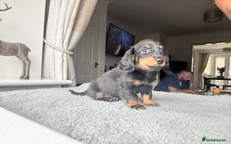 Dachshund dogs for sale: READY NOW LONGHAIRED MINIATURE DACHSHUNDS - Image 11