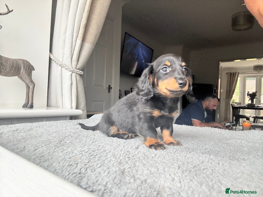Dachshund dogs for sale: READY NOW LONGHAIRED MINIATURE DACHSHUNDS - Image 11