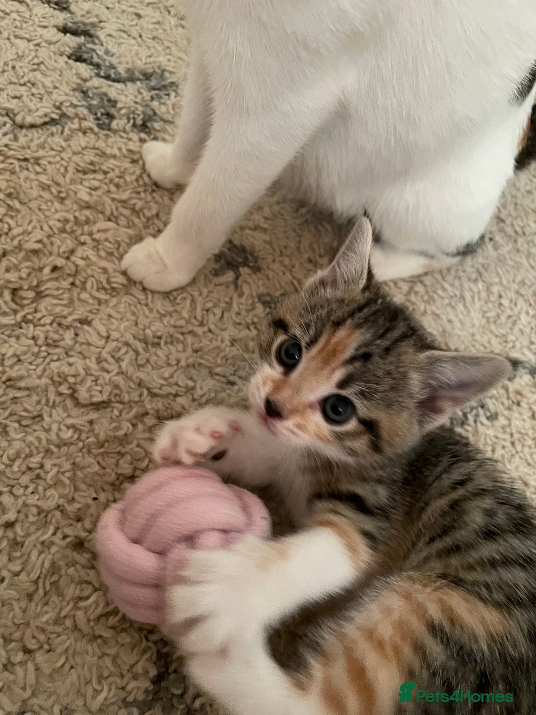 European cats for sale: 8 weeks old - kittens  - Image 25