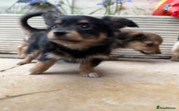 Chiweenie dogs for sale: chiweenies READY NOW !  - Image 8