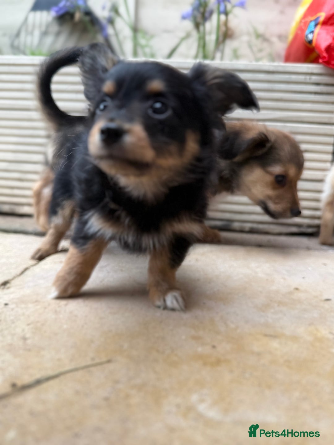 Chiweenie dogs for sale: chiweenies READY NOW !  - Image 8