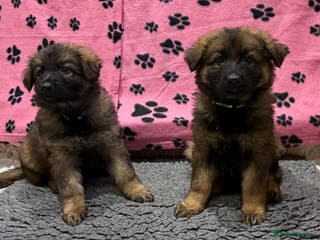 German Shepherd dogs KC HEALTH TEST LONG HAIRED GERMAN SHEPHERD PUPPIES - Advert 2