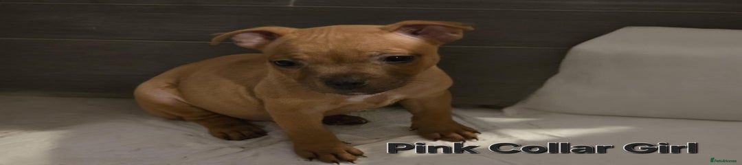 Pink Collar female