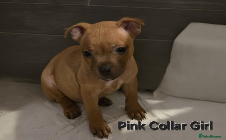 Staffordshire Bull Terrier dogs - Advert 4