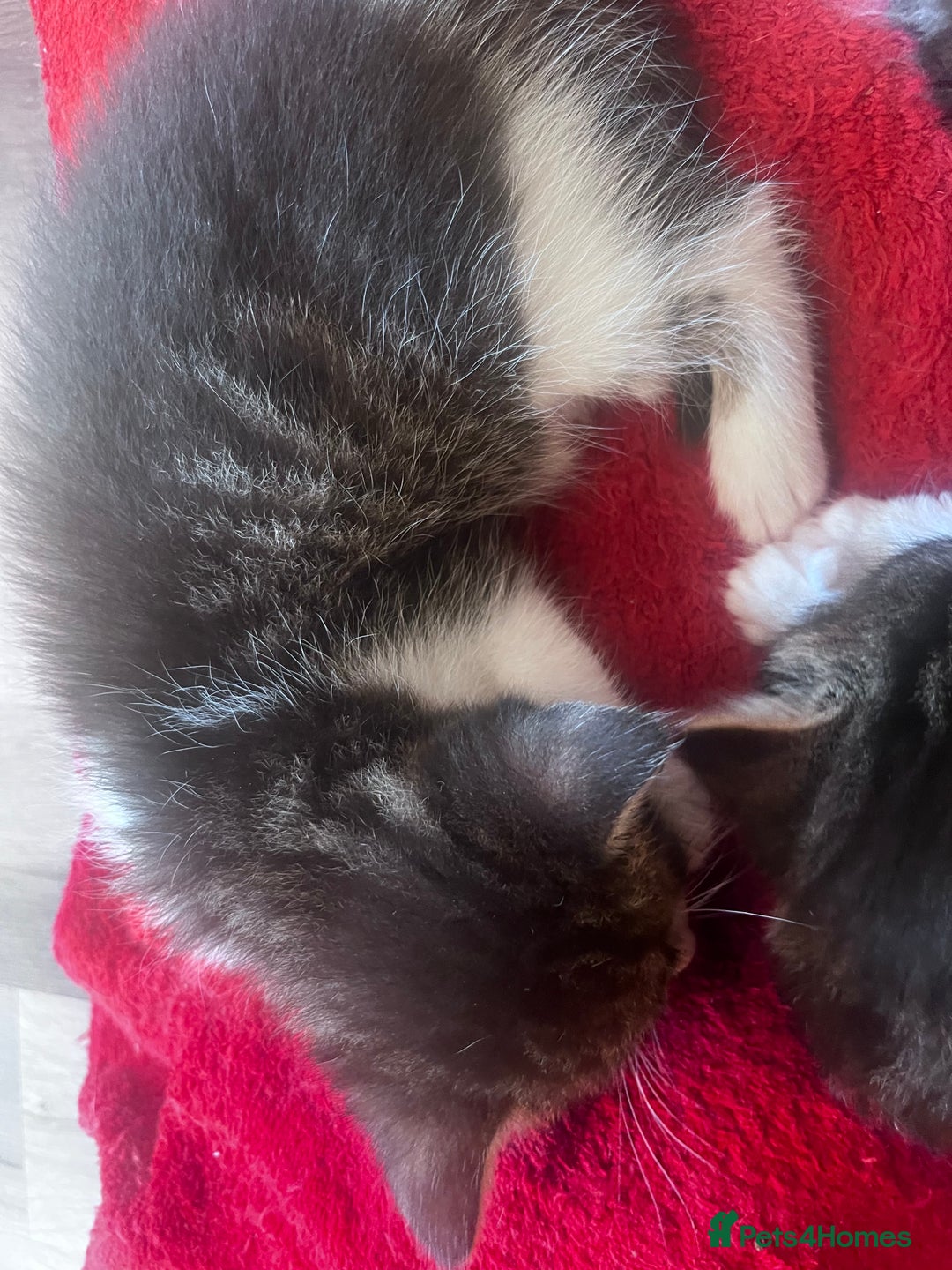 Mixed Breed cats for sale: Beautiful Playful Kittens - Image 16