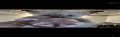Ragdoll 2