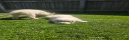 Golden Retriever dogs for sale: all puppies have now been reserved - Advert 12