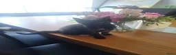 Mixed Breed cats for sale: Beautiful kitten’s ready to leave mum in High Wycombe - Advert 8