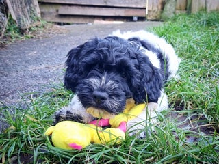 Cockapoo dogs Scrummy Parti Cockapoo - Advert 1