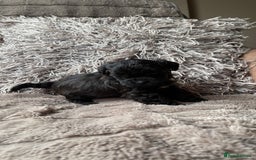 Lhasapoo dogs for sale: *****only 1 girl and 2 boys left ***** - Image 23