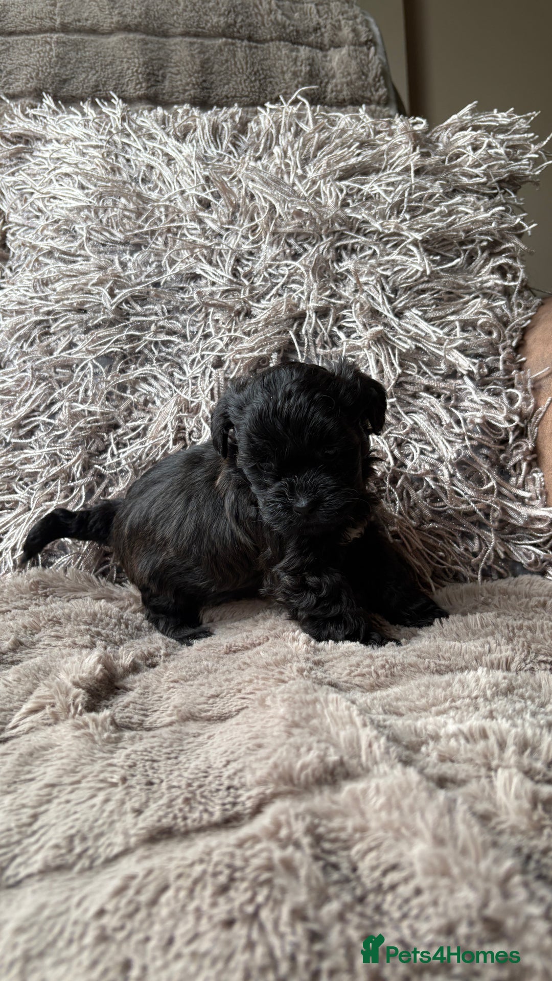 Lhasapoo dogs for sale: *****only 1 girl and 2 boys left ***** - Image 23