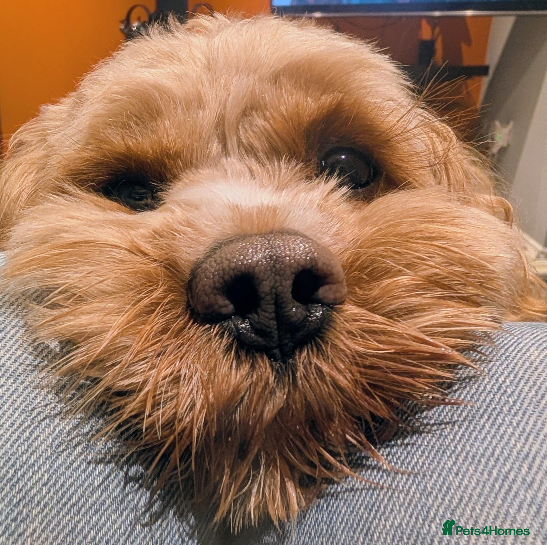 Cavapoo dogs Proven F1 Cavapoo Stud – Semen Tested & Calm - Advert 7