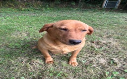 Labrador Retriever dogs for sale: Labrador retriever  - Image 9