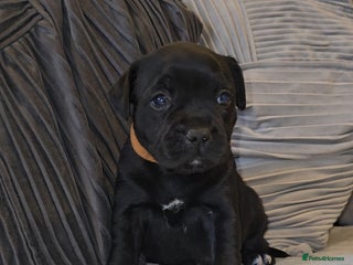 Staffordshire Bull Terrier dogs STAFFORDSHIRE BULL TERRIERS PUPS - Advert 2