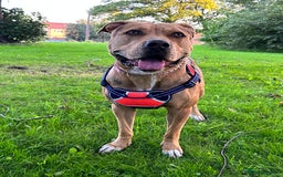 Mixed Breed dogs for sale: Classic bully  - Image 2