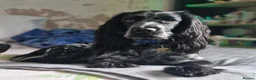 Cocker Spaniel dogs for sale: Beautiful kc cocker spaniel puppies  - Advert 8