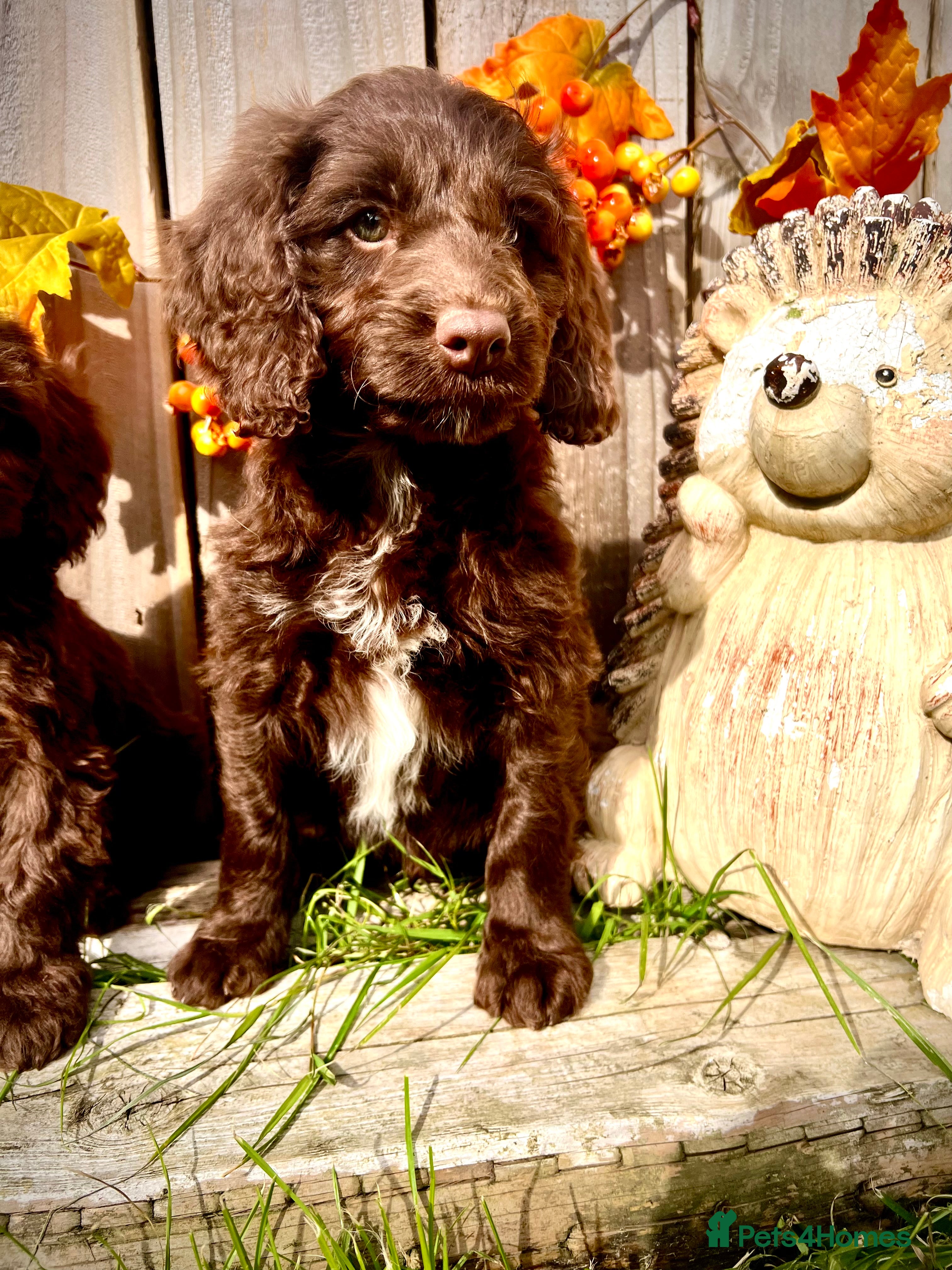 Sproodle dogs Rare Miniature Sproodle Chocolate  Puppies  - Advert 2