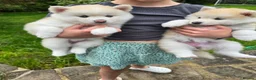 Pomsky dogs for sale: ​3 Stunning Blue-Eyed Pomsky Princesses - Advert 29