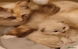 Ragdoll cats for sale: Mink ragdoll kittens - Image 15