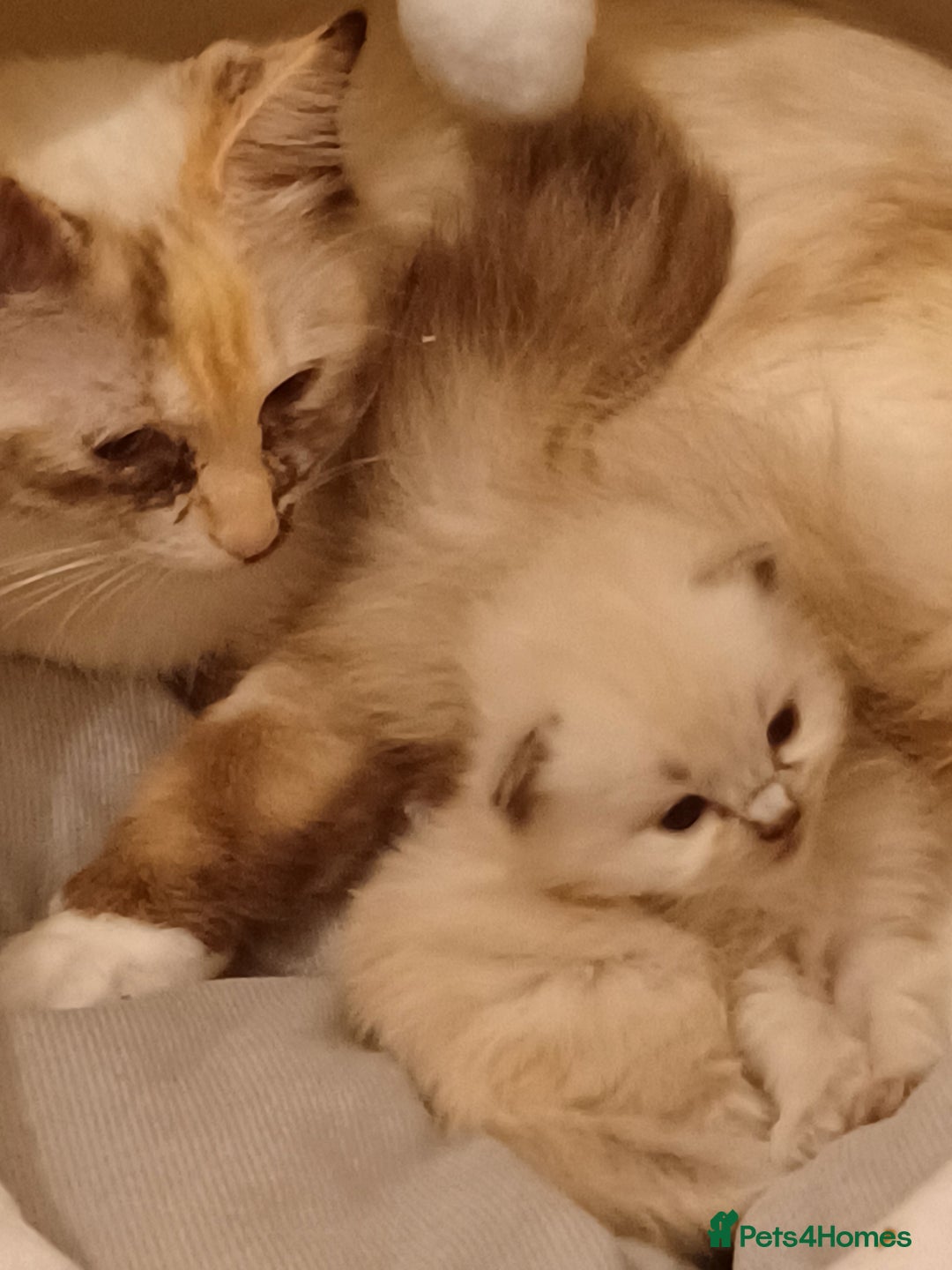 Ragdoll cats for sale: Mink ragdoll kittens - Image 15