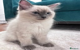 Ragdoll cats for sale: Friendly, Well Socialized & Healthy Ragdoll Kitten - Image 4