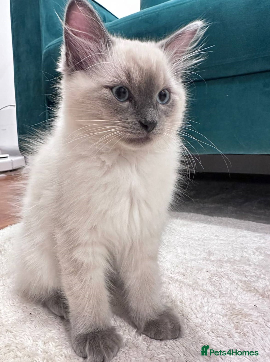 Ragdoll cats for sale: Friendly, Well Socialized & Healthy Ragdoll Kitten - Image 4