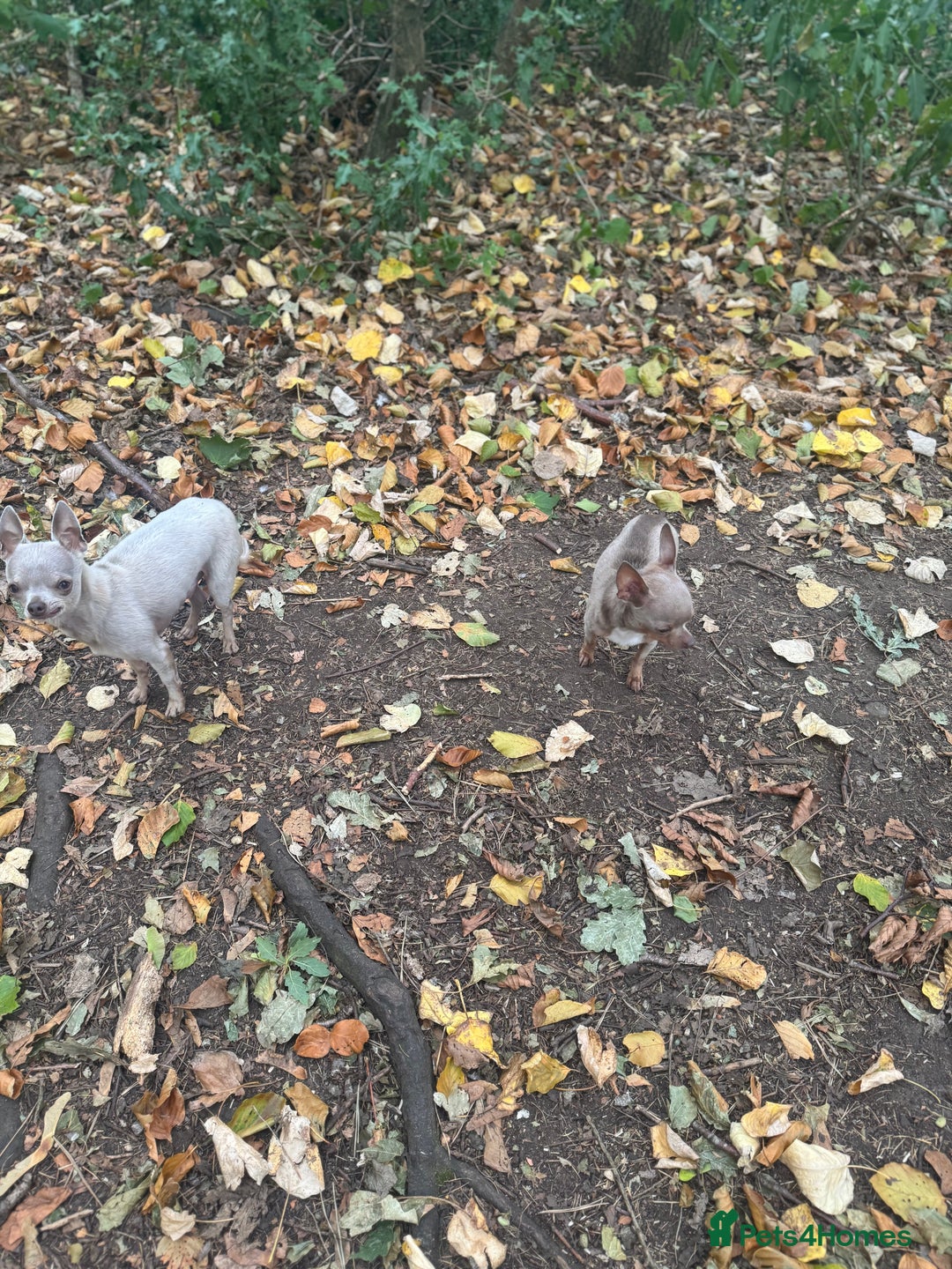 Chihuahua dogs for sale: Lilac  **  chihuahuas  - Advert 10