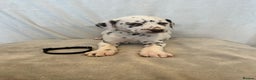 Dalmatian dogs for stud: Liver spot kc dalmatian for stud in Bedford - Advert 14