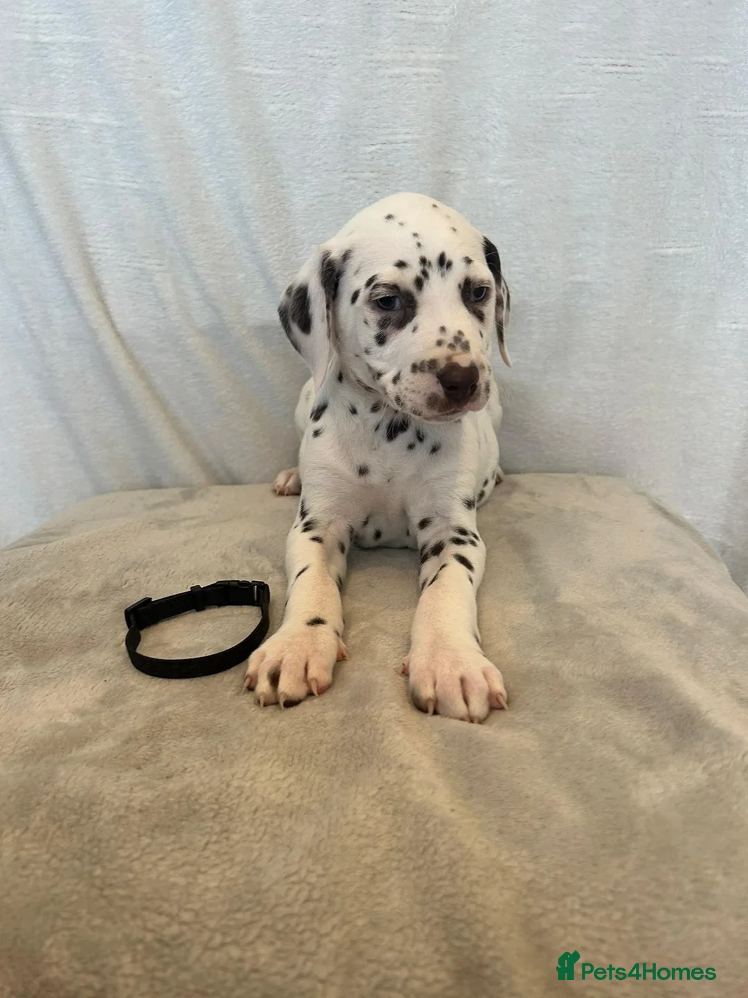 Dalmatian dogs for stud: Liver spot kc dalmatian for stud in Bedford - Advert 14