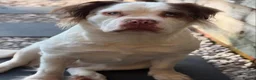 Olde English Bulldogge dogs for sale: EXCEPTIONAL QUALITY FLUFFY OLDE ENGLISH BULLDOGS ✨ - Advert 16