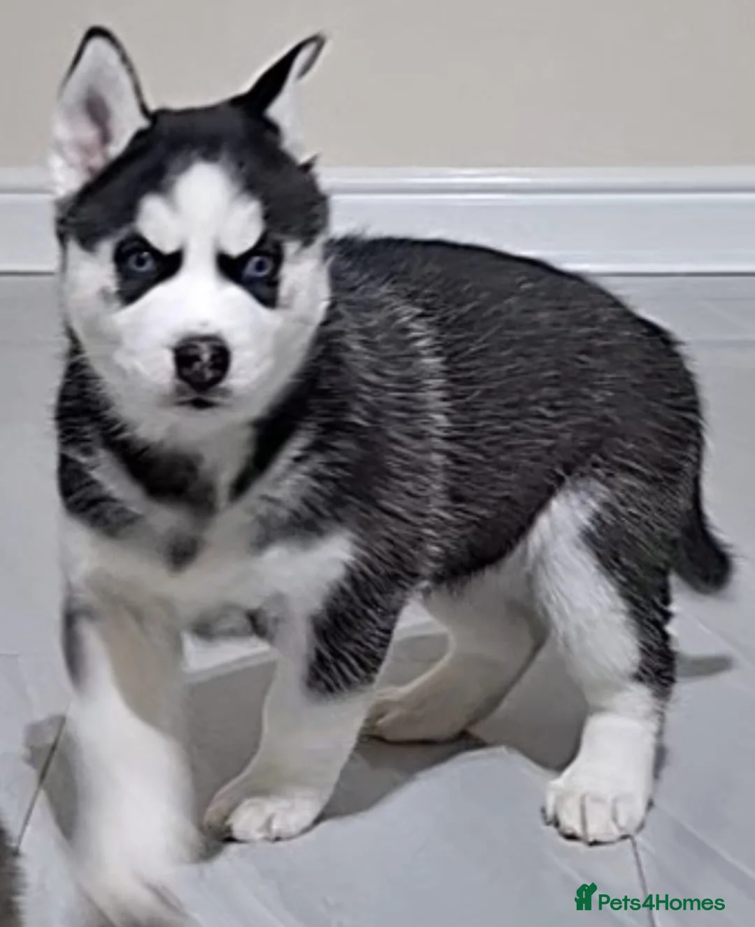 Siberian Husky dogs for sale: Siberian Huskies- BIG and WOOLY (4 Female, 1 Male) - Advert 11