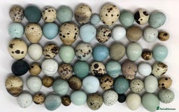 Quail poultry for sale: Healthy Quails for Sale! Eggs, Chicks  Adults - Image 7