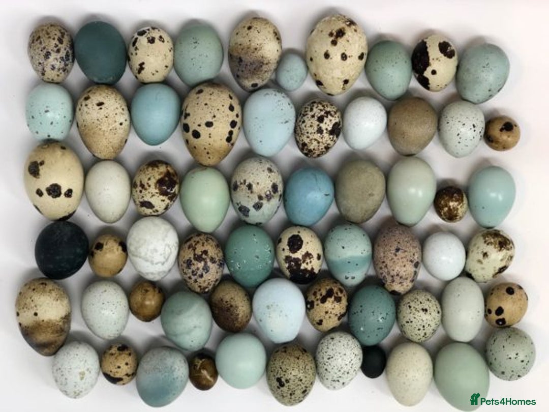 Quail poultry for sale: Healthy Quails for Sale! Eggs, Chicks  Adults - Image 7