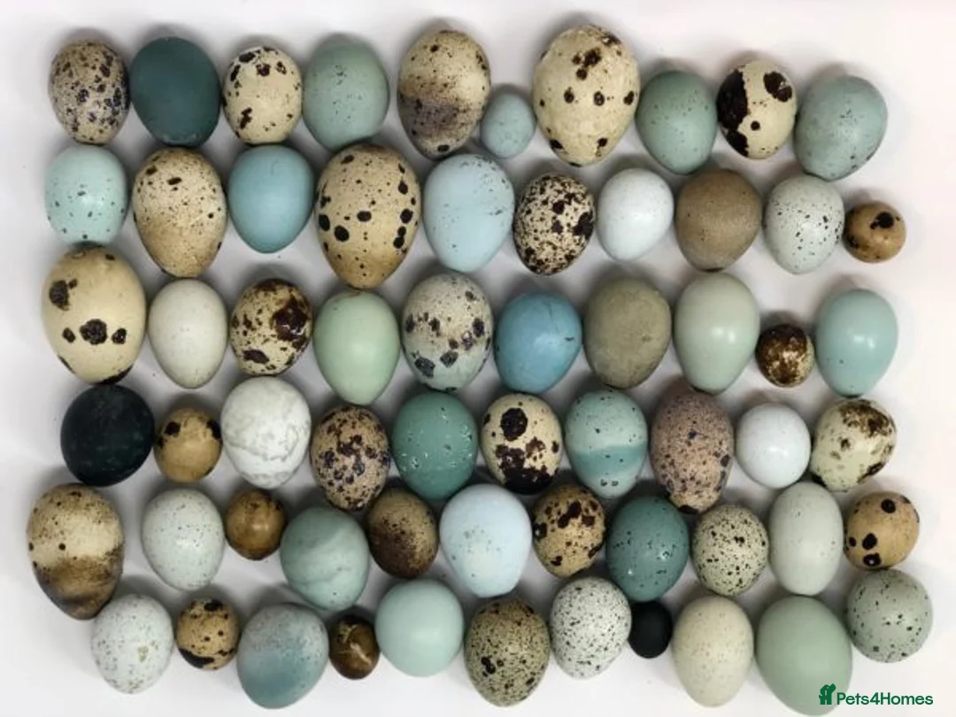 Quail poultry for sale: Healthy Quails for Sale! Eggs, Chicks  Adults - Advert 7