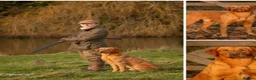 Labrador Retriever dogs for sale: Kc registered fully health tested puppies  in Barnsley - Advert 3