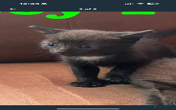 Ojos Azules cats for sale: Male kitten for sale  - Image 3