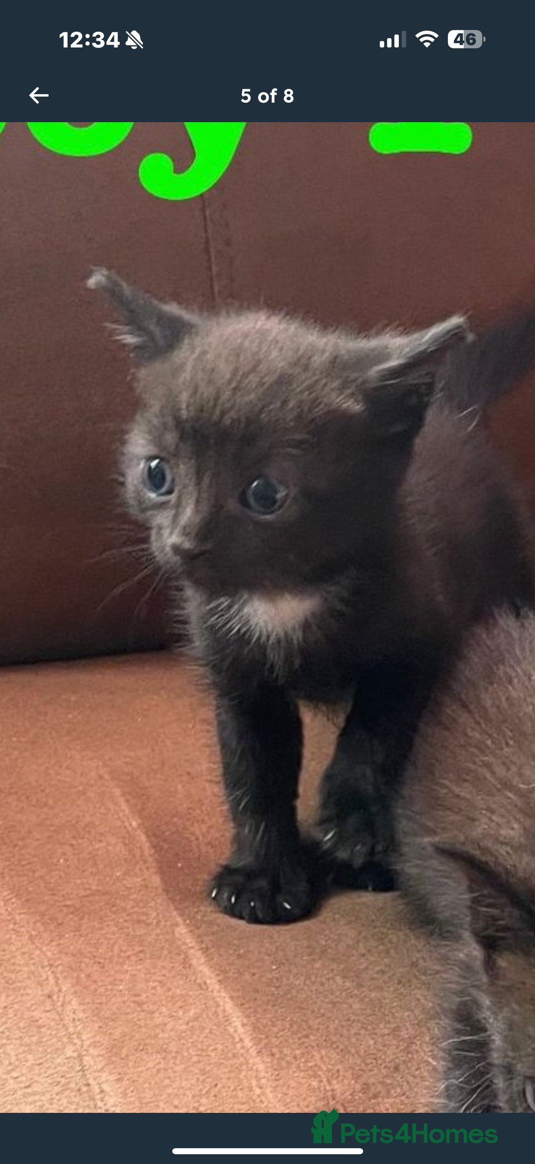 Ojos Azules cats for sale: Male kitten for sale  - Image 3