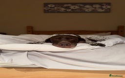 German Shorthaired Pointer dogs for stud: KC GSP Stud – Stunning, Strong, Smart - Image 12
