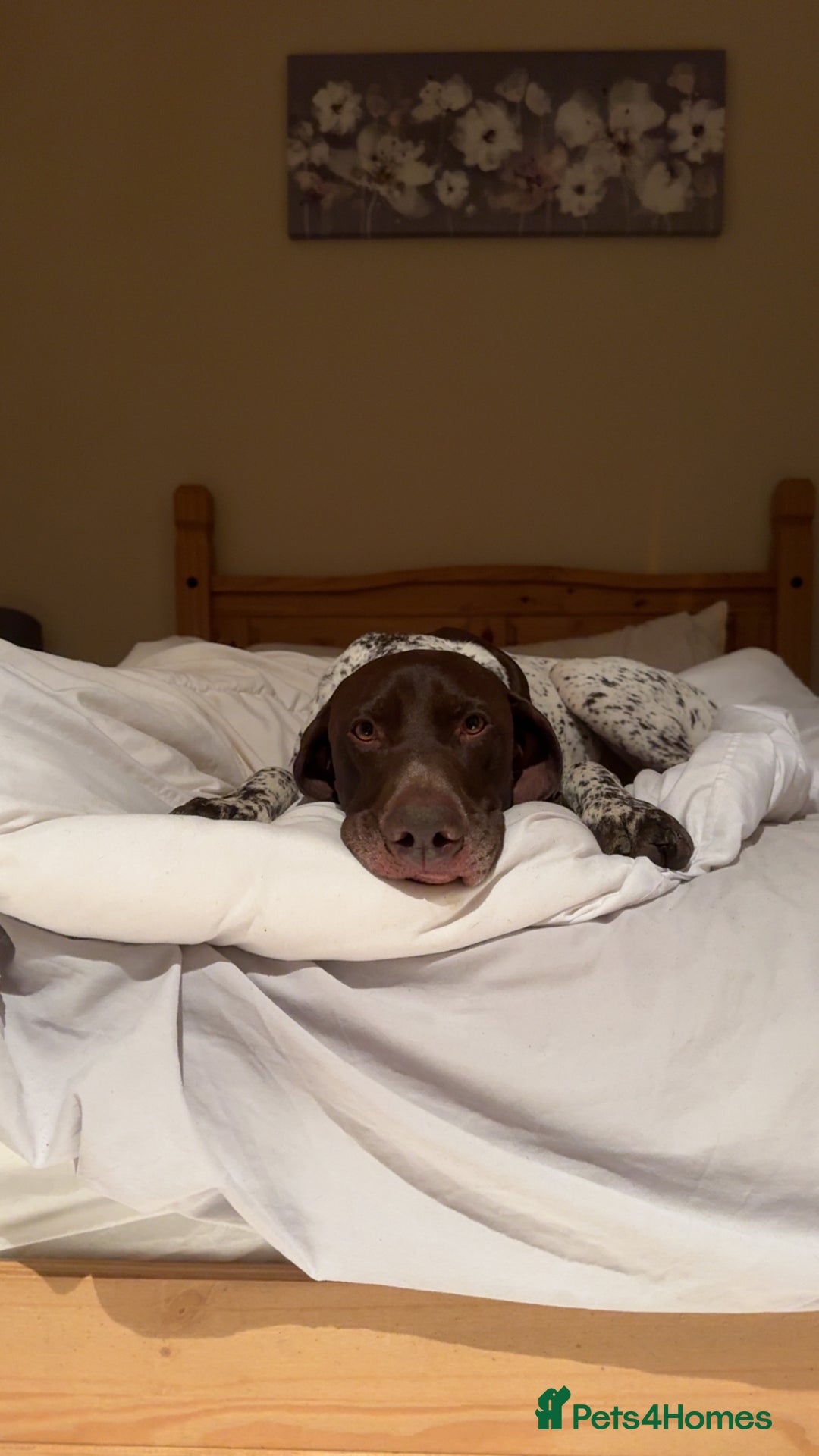 German Shorthaired Pointer dogs for stud: KC GSP Stud – Stunning, Strong, Smart - Image 12