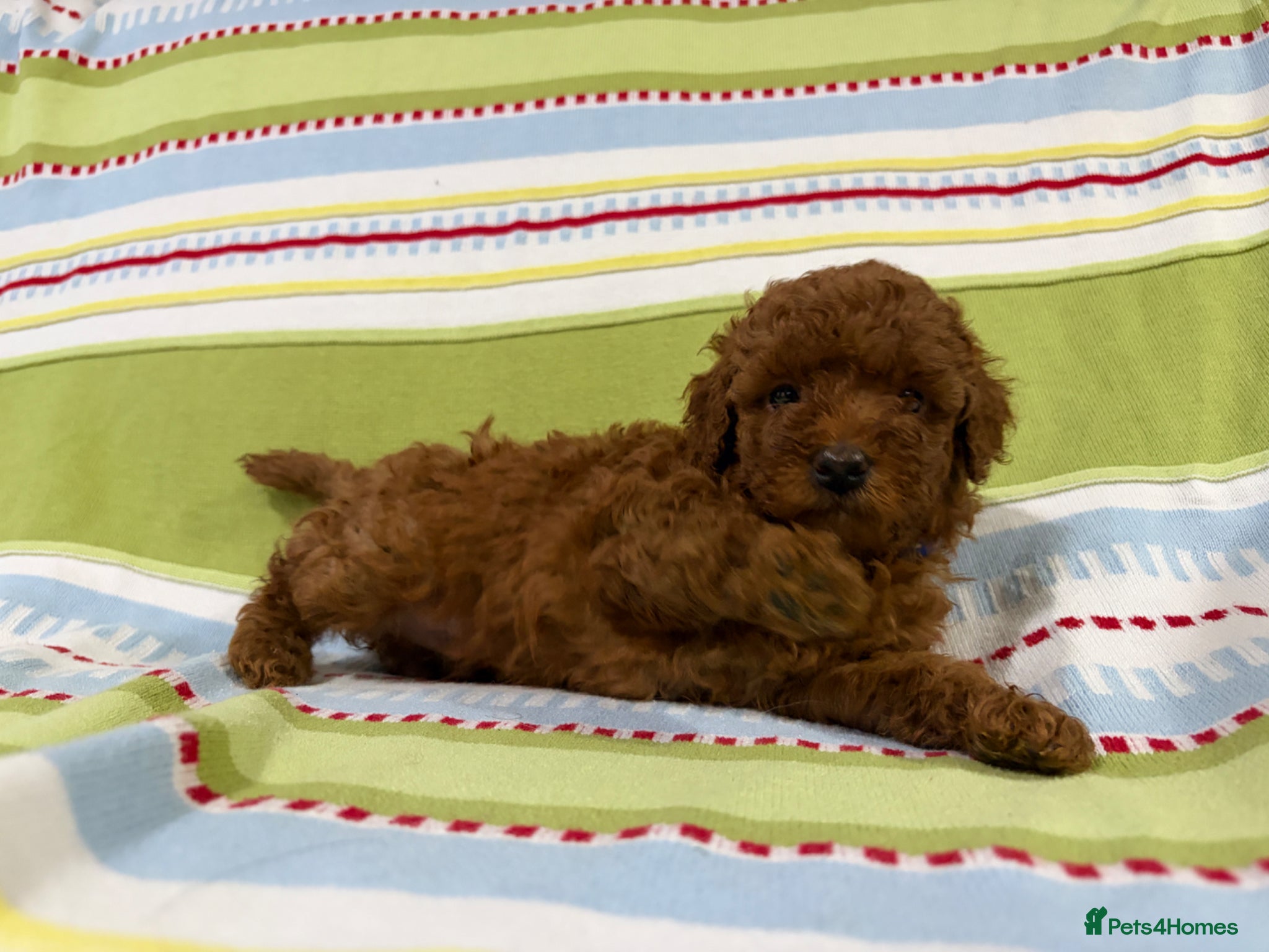 Toy Poodle dogs for sale: KC REGISTERED toy poodle puppies - Advert 2