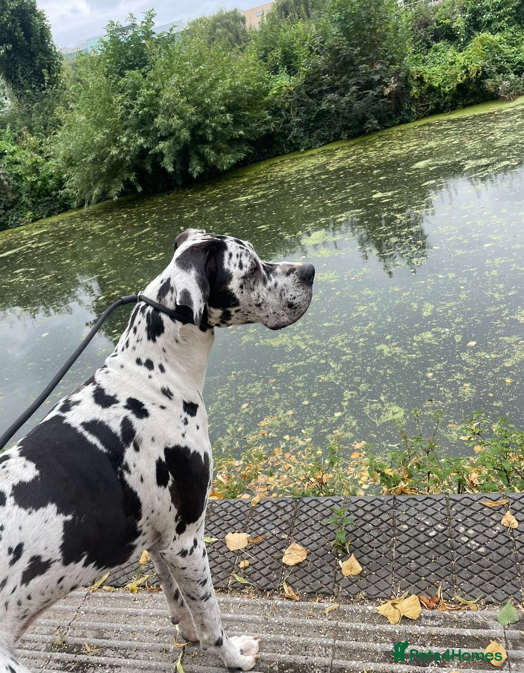 Great Dane dogs for stud: **Proven Stud** KC reg Harlequin Great Dane 2yrs - Advert 5