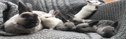 Rex rabbits for sale: Beautiful Purebreed Velvet Mini Rex rabbits - Advert 21