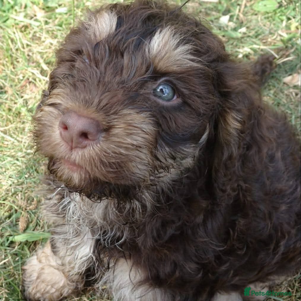 Cockapoo dogs Show cockapoo litter due 1st march  - Advert 13