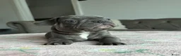 French Bulldog dogs for sale: Ready to go! 3 french bulldog puppies left - Advert 26