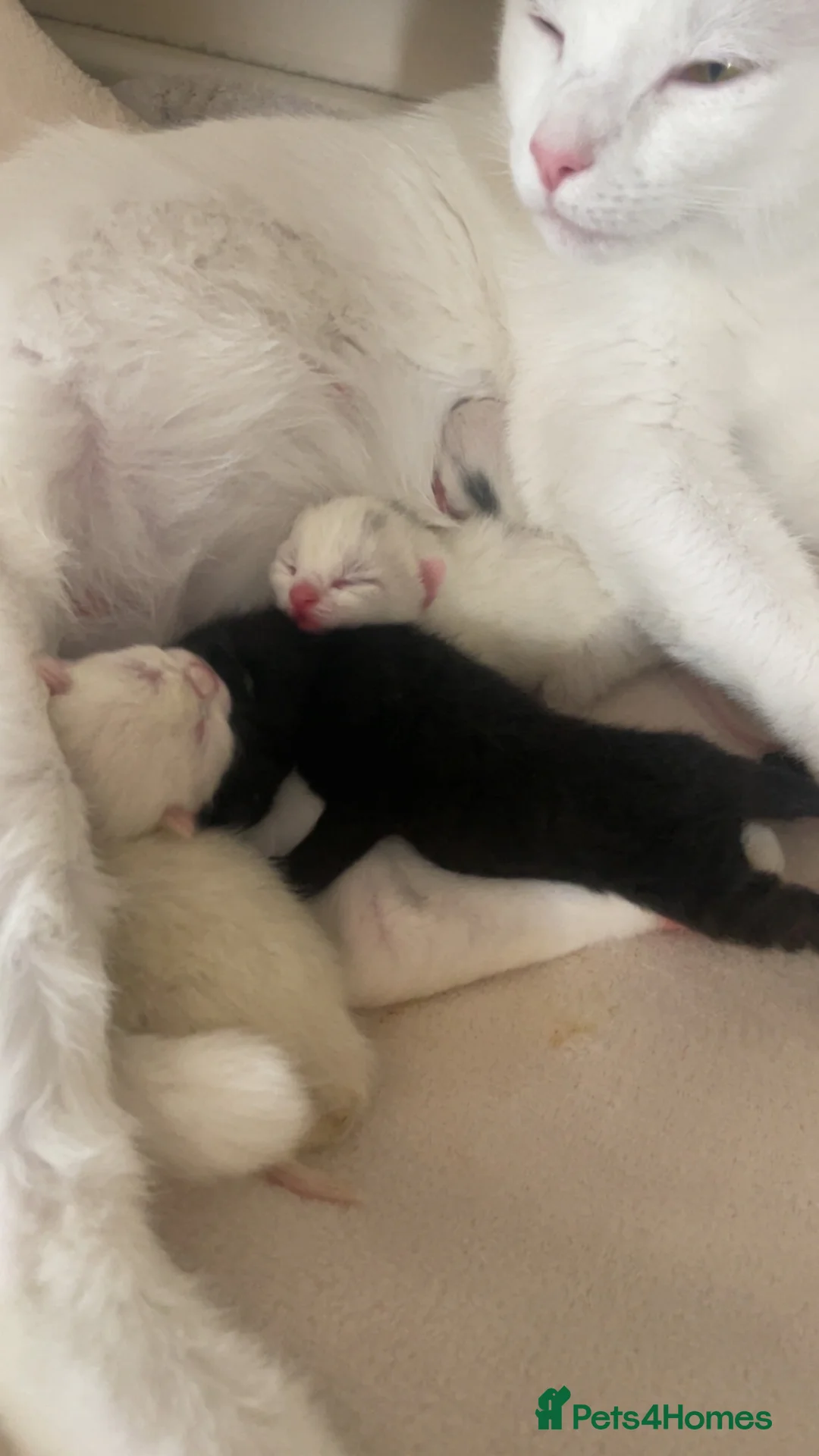 Mixed Breed cats for sale: Mixed breed domestic kittens - Advert 1