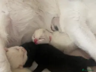 Mixed Breed cats Mixed breed domestic kittens - Advert 1