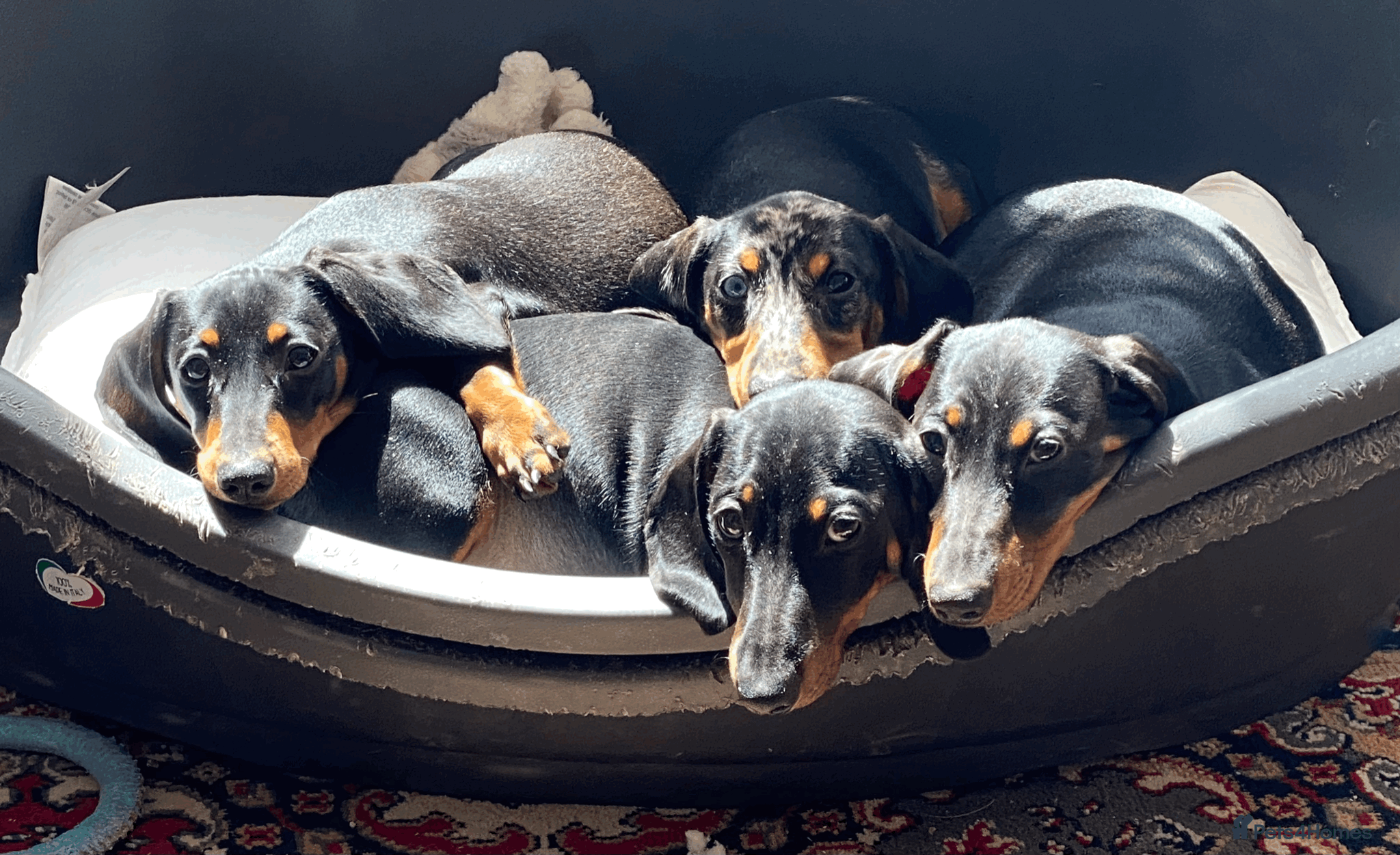 Miniature Dachshund dogs Minature Dachshund Pups - Advert 1